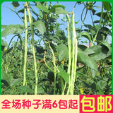 油白豆角 蔬菜种子菜籽 阳台种菜 盆栽 高出芽率精装