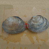 海鲜鲜活贝类 海捕鲜活天鹅蛋新鲜紫石房蛤大蛤蜊天鹅蛋批发250g