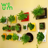 韩式壁挂真植物相框花盆 挂壁花盆 墙面装饰品 个性创意 挂墙花盆