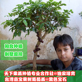 合作社亏本巨献 台湾树葡萄果树苗 果树苗树葡萄嘉宝果 四季结果