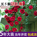 3颗包邮多花蔷薇花苗5年爬藤月季藤本玫瑰观花植物庭院阳台趣味