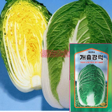 【韩国黄心大白菜】真黄春F1白菜种子 黄心绿叶大球型春白菜 高产