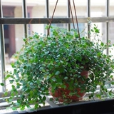 盆栽 千叶吊兰 垂吊常绿植物 四季常青 新房的绿色清新剂