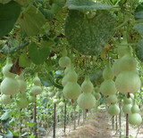 6.8元包邮天然观赏盆栽种植中亚腰宝葫芦种子果实高度18-25厘米籽