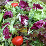 多种新鲜生菜沙拉菜混合蔬菜沙拉 即食成品蔬菜色拉 美式沙拉即食