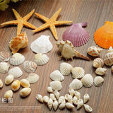海洋风海星贝壳优惠包 拍摄背景道具海星拍照贝壳摆件拍图饰件