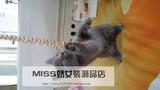 出售自家繁育英国短毛猫宠物猫猫咪宝宝琥珀色眼睛蓝猫灰色猫母猫