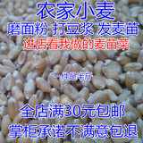 五谷杂粮农家自产带皮小麦粒颗粒小麦草种子批发小麦 满10件自产