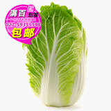 大白菜 约1.5kg 黄白菜 青菜 新鲜蔬菜 武汉荆门宜昌满百包邮