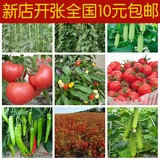 四季播种蔬菜种子 黄瓜小番茄樱桃萝卜白菜辣椒生菜  阳台蔬菜籽