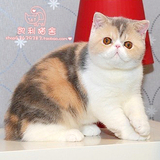 【凯利猫】CFA注册异国短毛猫 豪华血统 纯种加菲猫宠物 浅三花母