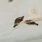 宠物活体乌龟晒台水龟晒背台龟苗爬坡浮岛乌龟缸造景布景