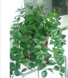花卉绿植盆栽 口红吊兰 每盆3-5株 花蔓草 室内垂吊观花植物