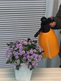 2L喷壶气压式喷水壶浇花洒水壶高压力消毒喷雾器园艺养花工具用品