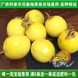广西苗场黄金百香果西番莲鸡蛋果最新品种黄百香果苗树苗当年结果