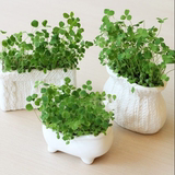 UMI创意日韩家居 桌面摆件绿色植物盆栽陶瓷 迷你健康室内装饰品
