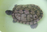 密西西比河地图龟神秘宠物龟黑瘤地图龟水龟包邮