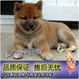 纯种秋田犬 幼犬出售 赛级双血统 美系日本柴犬 家养宠物狗狗送货