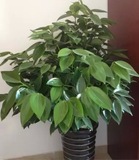 大型元宝树平安树摇钱树盆栽花卉绿植开业礼品老板办公室内吸甲醛
