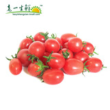 【老一生鲜】 新鲜 圣女果 小番茄  樱桃小番茄  迷你小柿子500g