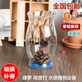 透明欧式玻璃花瓶 室内桌面水培绿萝 观音竹花盆 新品特价 包邮
