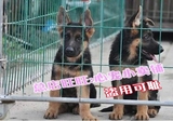 杭州锤系德牧幼犬出售纯种德国牧羊犬宠物狗大型警犬黑背狼狗12