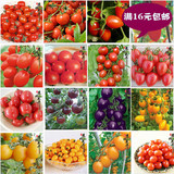 合集/红珍珠番茄 菜种子小西红柿阳台种菜盆栽 蔬菜水果花卉植物