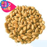 【哈球宠物】猫草小麦种子 净含量20g/包 450粒左右 有种植教程