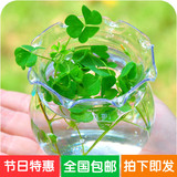 五金冠 透明塑料花瓶 水培花瓶 绿色植物花盆 可做金鱼缸H501