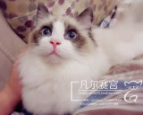 纯种布偶猫幼猫海豹双色蓝双色海豹蓝手套色山猫色公母预订款链接