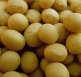 东北农家自种新小 黄豆 非转基因发豆芽豆浆用原料种子五谷杂粮