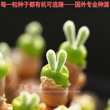 墨墨多肉种子-【碧光环种子】超美小兔子种子兔耳朵 多肉植物种子