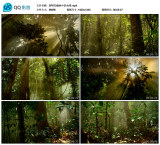 早晨阳光森林光晕热带雨林树木树叶宣传视频唯美大自然实拍素材