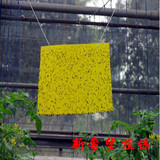 强力环保诱虫黄板 篮板 粘虫板 家庭必备双面 PVC塑料批发