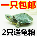 宠物小巴西龟苗 活体水龟活体乌龟 小巴西彩龟(免费包装)全品