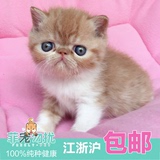 菲宠勿扰出售宠物异短加菲猫活体幼猫虎斑纯种加菲异国短毛猫2