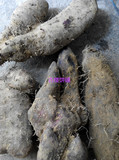 农家自种 新鲜脚板薯毛薯脚板苕山药紫大薯红大薯炖汤红烧糖水