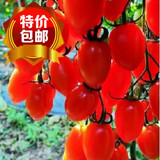 16包邮 蔬菜水果种子圣女果种子 小番茄种子阳台种菜 春播盆栽
