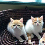 T.M淼淼宠物猫活体纯种猫异国短毛猫加菲猫波斯猫乳色加白猫咪