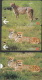 上海地铁卡纪念卡 中国珍稀动物系列-猎豹2全带卡套