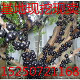 正宗台湾 葡萄苗葡萄树苗 树葡萄嘉宝果-果苗盆栽 果树苗当年结果