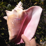 超大天然海螺贝壳胭脂螺 鱼缸水族造景 地中海家居摆件 一螺二图