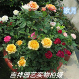 进口月季【欧月盆栽】王妃微月 微型玫瑰盆栽带花发货 3盆包邮