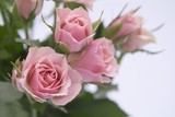 瑰花盆栽包邮迷你玫瑰盆栽荷兰进口玫瑰花苗植物花草