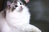CFA注册美国布偶猫 完美山猫双色布偶猫mm