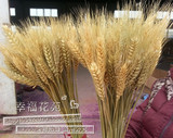 天然干小麦/干花批发/麦穗/真正的麦子/杂粮/农家乐装饰拍摄道具