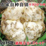 2015龙山新鲜百合农家自产食用卷丹百合特级功效药百合一斤5-6个