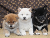 宠物狗 日本 柴犬 小型犬 短毛活体幼犬日本狗支付保纯种签协议45