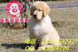 高品质双血统顶级金毛巡回猎犬幼犬狗狗出售北京地区可上门挑选