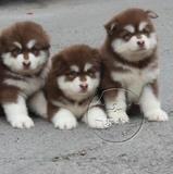 出售纯种阿拉斯加雪橇犬阿拉斯加幼犬阿拉斯加支持支付宝宠物狗